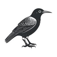 carino uccello nero e bianca cartone animato personaggio design collezione. bianca sfondo, animali. vettore