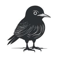 carino uccello nero e bianca cartone animato personaggio design collezione. bianca sfondo, animali. vettore
