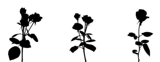 set di bellissime rose bianche e nere silaniche. isolato su sfondo bianco. illustrazione vettoriale