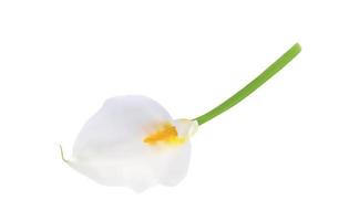 calla di fiori naturali colorati. illustrazione vettoriale. vettore