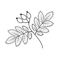 rosa canina frutti di bosco e le foglie mano disegnato nel scarabocchio stile monocromatico minimalista etichetta icona concetto vettore