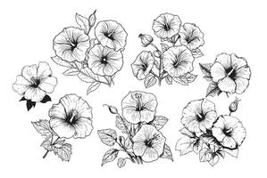 collezione impostato di mattina gloria fiore e le foglie disegno illustrazione. vettore
