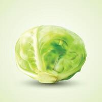 verde realistico testa di cavolo, vegetariano cibo, oggetto. vettore