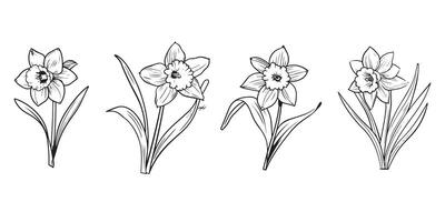 narciso fiore schema illustrazione nel nero e bianca vettore