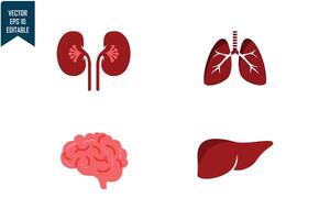 umano organi impostato design vettore