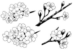 sakura fiore impostato mano disegnato inchiostro schizzo. inciso stile illustrazione. vettore