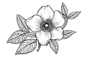 Vintage ▾ inverno floreale disegnato a mano elleboro botanico Natale illustrazione. vettore