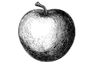 Vintage ▾ disegnato a mano Mela albero schizzo retrò illustrazione di fresco frutta. vettore