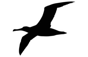 albatro silhouette gratuito, albatro silhouette nero illustrazione gratuito vettore