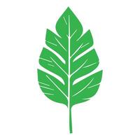 verde foglia icona. le foglie icona su isolato sfondo. collezione verde foglia. elementi design per naturale, eco, vegano, bio etichette vettore