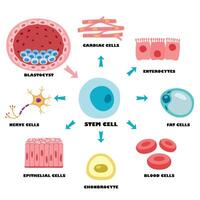 anatomia di umano corpo cellule vettore