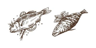 disegnato a mano monocromatico schizzo di barbecue pesce. scarabocchio Vintage ▾ illustrazione. decorazioni per il menù di caffè e etichette. inciso Immagine. vettore