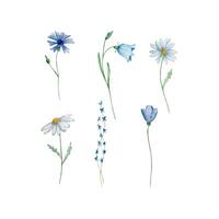 acquerello fiori selvatici, delicato botanico illustrazione vettore