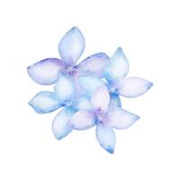 blu fiori mazzo, acquerello fiorire fiori vettore