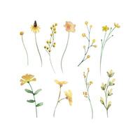 acquerello fiori selvatici, delicato botanico illustrazione vettore