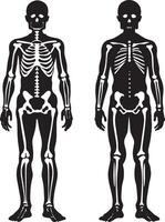 umano scheletro illustrazione isolato su bianca sfondo vettore