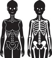 umano scheletro raggio rendere illustraton nero e bianca vettore