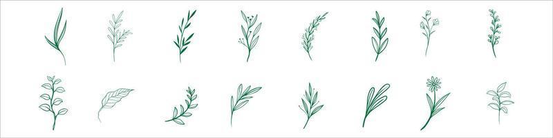 set di foglie floreali di linea botanica, piante. rami di schizzo disegnato a mano isolati su sfondo bianco