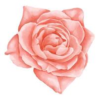 rosa fiore acquerello illustrazione. floreale disegno di rosa pianta con petali su isolato sfondo su saluto carta o nozze inviti. rosso elemento nel delicato pastello colori. vettore