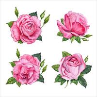 rosa Rose composizioni. floreale accordi impostare. rosa fiore con le foglie. mano disegnato acquerello illustrazione isolato su bianca sfondo. San Valentino carte, compleanno o nozze inviti, stampe vettore