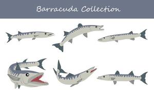 Barracuda collezione. Barracuda nel diverso pose. vettore