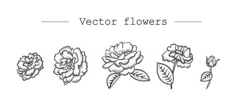 nero e bianca fiori isolato su bianca sfondo. grafico Rose disegno per design vettore