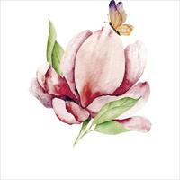acquerello rosa magnolia fiore e farfalla vettore