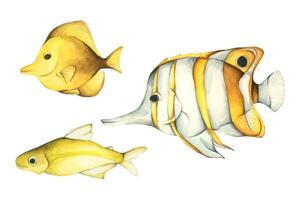 impostato di colorato tropicale pesce. acquario animali .acquerello illustrazione tropicale pesce. subacqueo vita marina concetto. vettore