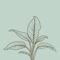 linea disegno di un' frondoso pianta vettore