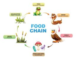 cibo catena mostrando il relazioni fra erba, cavalletta, rana, serpente, aquila, fungo e batteri. illustrazione vettore