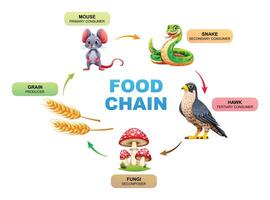 illustrazione di cibo catena ecosistema vettore