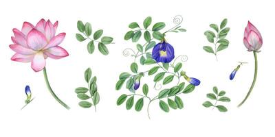 impostato di blu Clitoria ternatea, loto fiore. ninfee, glicine. germoglio, fiore, foglia, stelo. farfalla pisello fiore, sacro loto. acquerello illustrazione per saluti etichetta design modello vettore