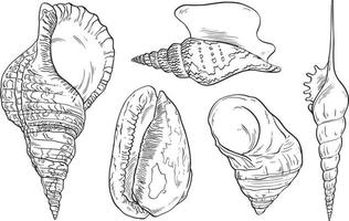 collezione di conchiglie disegnate a mano vettore