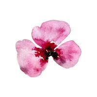 acquerello astratto rosa papavero, fiorire fiori vettore