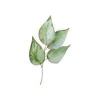ramo con verde le foglie acquerello vettore