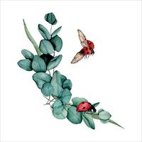 coccinella su eucalipto foglia vettore