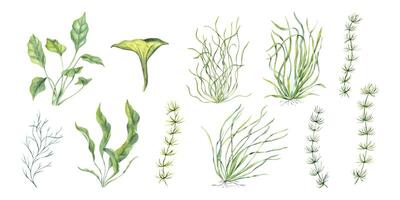 mare pianta impostare. acquario erba di diverso tipi. alghe, nemmeno io, alga marina. subacqueo alghe. verde erbe aromatiche. lungo le foglie. acquerello illustrazione per memorizzare disegno, Stampa, carta, libro o logo vettore