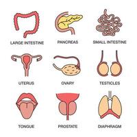 set di icone di colore degli organi interni umani. intestino tenue e crasso, pancreas, utero, ovaio, testicoli, lingua, prostata, diaframma. illustrazioni vettoriali isolate