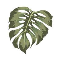 bellissimo design monstera vettore