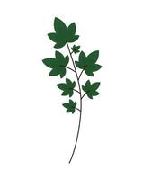 ramo di foglie verdi vettore