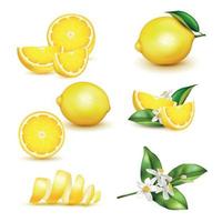 set realistico al limone vettore