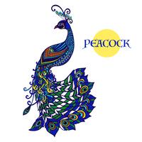 Stampa di colore di doodle di disegno decorativo pavone vettore