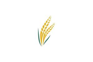 vettore di progettazione del modello di logo del grano, illustrazione dell'icona