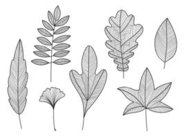 set vettoriale di foglie di albero disegnate a mano, lineari. contorno doodle pianta autunno, illustrazione caduta.
