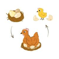 illustrazione di vettore della fase di schiusa del pollo. pulito con uova di gallina. pollo carino giallo appena nato. sviluppo da uovo a pollo