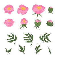 raccolta di foglie, boccioli, fiori peonie rosa. insieme di elementi floreali isolati su bianco. illustrazione botanica vettoriale disegnata a mano per invito a nozze, modelli, sfondi, tessuto, confezionamento