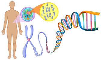 DNA umano in primo piano vettore