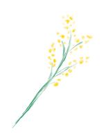 Mimosa di primavera acquerello vettoriale. Oggetto isolato arte per bouquet da sposa vettore