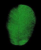 impronta di foglia di albero verde isolato su sfondo nero. vettore