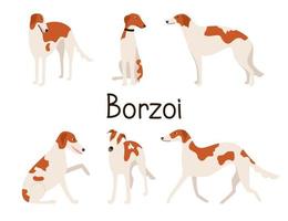 levriero canino russo o razza di cane levriero in diverse pose. set o raccolta di cani dei cartoni animati isolati su sfondo bianco. illustrazione vettoriale di un appartamento per animali domestici